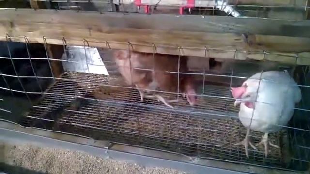 Содержание кур несушек в клетке смотреть онлайн