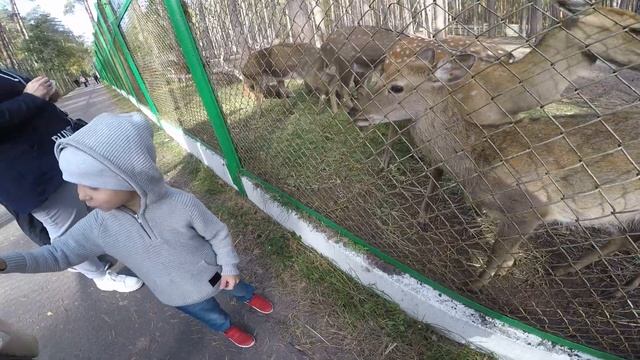 на выходных свозили внуков в национальный парк ОРЛОВСКОЕ ПОЛЕСЬЕ смотреть онлайн