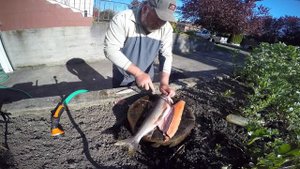 Morakniv Fillet Knives