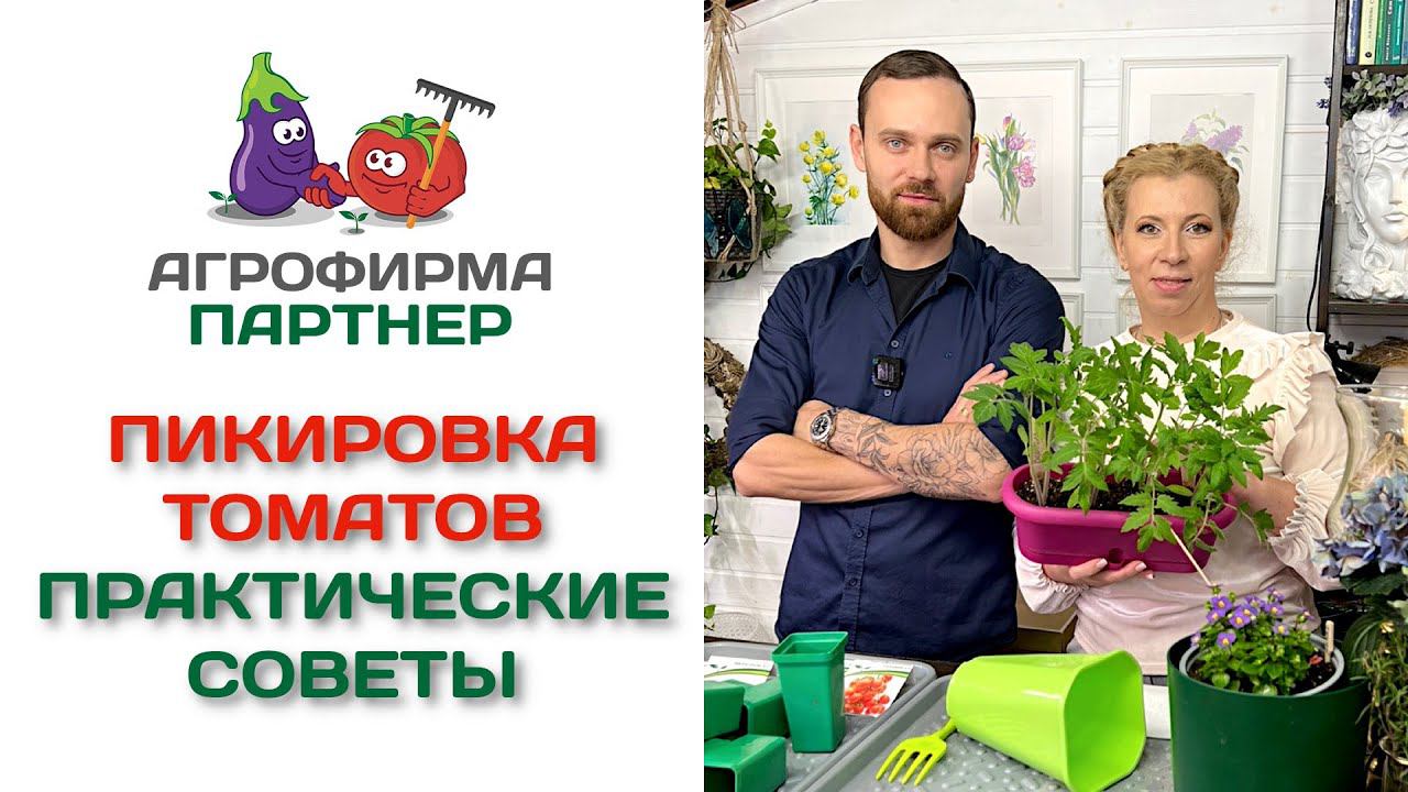 Пикировка томатов. Практические советы