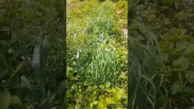 зацвели ирисы//привожу в порядок клубнику//(1 год назад)