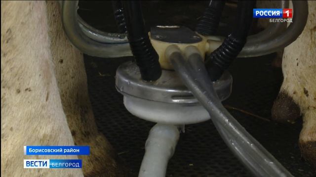 Немалая доля молока в ЦФО производится в Белгородской области смотреть онлайн