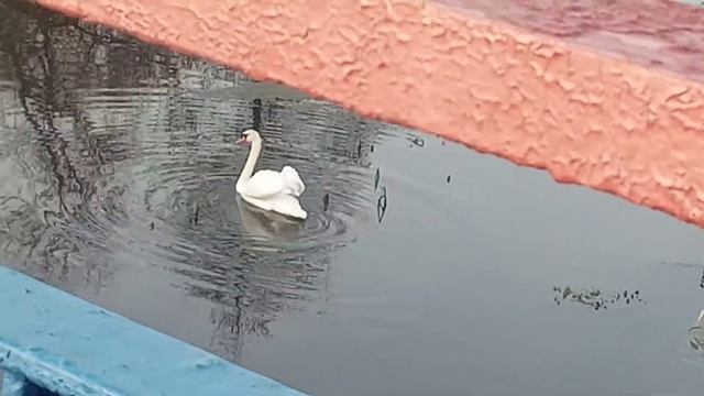 Лебедь на воде смотреть онлайн