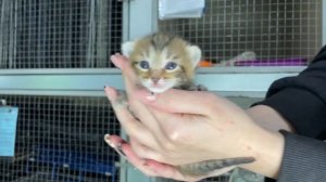 Приемная кото-мама!