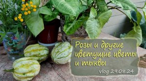 Розы и другие цветущие цветы и тыквы |Vlog  Дача как есть  29.08.2024