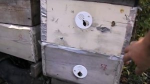 работа с пчелами осенью - как подсилить слабый отводок или семью осенью