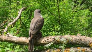 Ястреб тетеревятник принес добычу птенцам.
