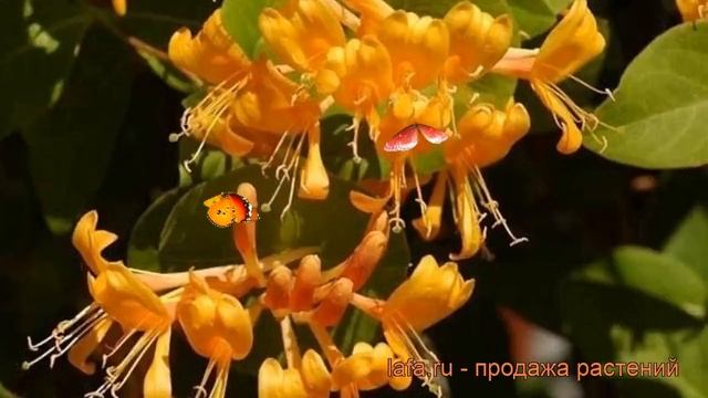 Жимолость брауна Голден Трампет ? обзор: как сажать, саженцы жимолости Голден Трампет смотреть онлайн