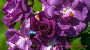 Роза парковая Рапсоди ин Блю ? обзор: как сажать, крупномеры, саженцы розы Рапсоди ин Блю