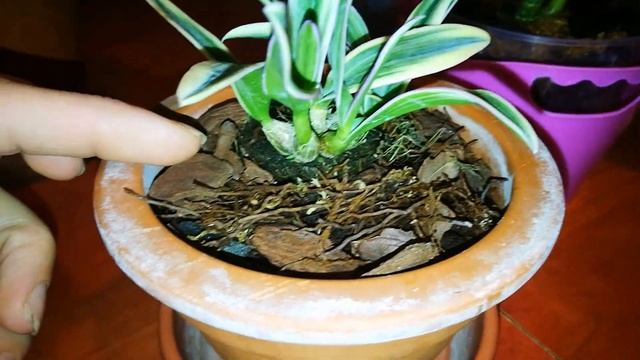 МАЛЫШИ ДЕНДРОБИУМЫ. ПОСАДКА, АДАПТАЦИЯ. смотреть онлайн