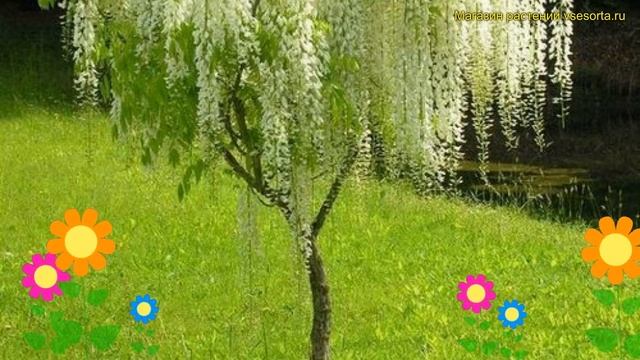 Глициния китайская Альба. Краткий обзор, описание характеристик wisteria sinsensis Alba смотреть онлайн