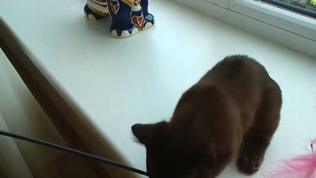 Котята Бурмы.
