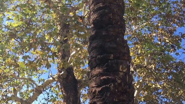 БЕЛКА - терапевт счатья :) Happy Maker Squirrel :) Смотреть, отдыхать и мысли разгружать :) смотреть онлайн