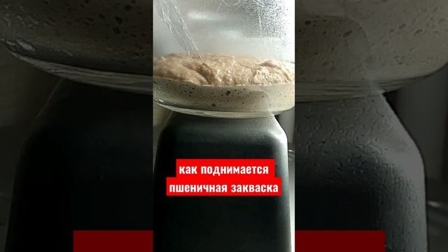 Как поднимается пшеничная закваска #закваска