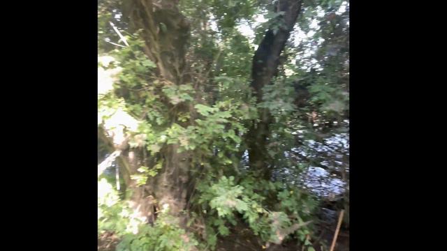 Tel Dan Nature Reserve Парк Тель Дан находиться на севере Израиля. лето 2021 смотреть онлайн