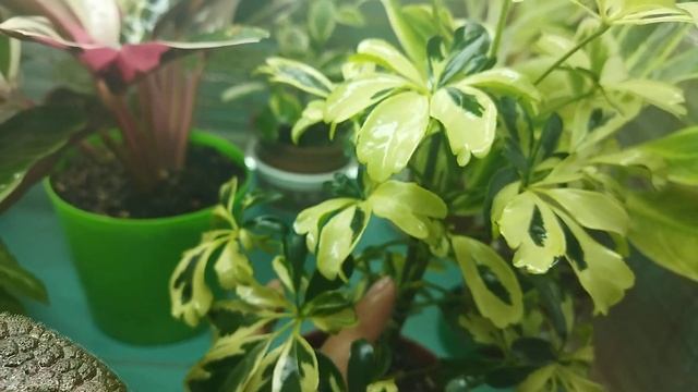 Растения на стеллаже ?/ Комнатные цветы ? смотреть онлайн