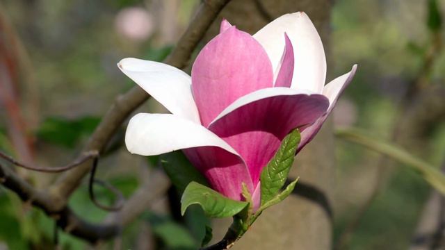 Las propiedades del Magnolio 🌼 смотреть онлайн