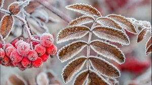 Ты чего сюда приперлась? - шипела медсестра Ирине. - Он мой, а ты себе другого найдешь". Но потом..