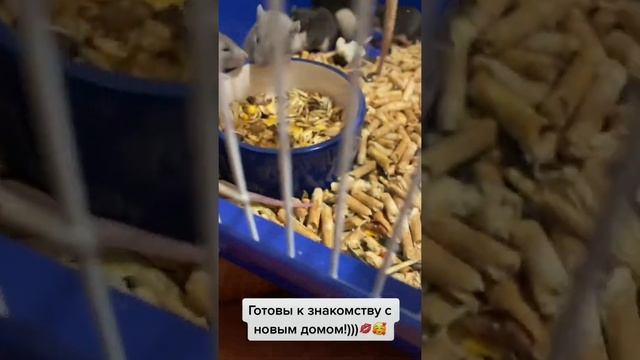 Крыса дамбо хаски голубые