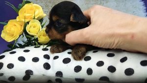 Йорк, питомник кане пер ла вита,  www.dog-mini.ru