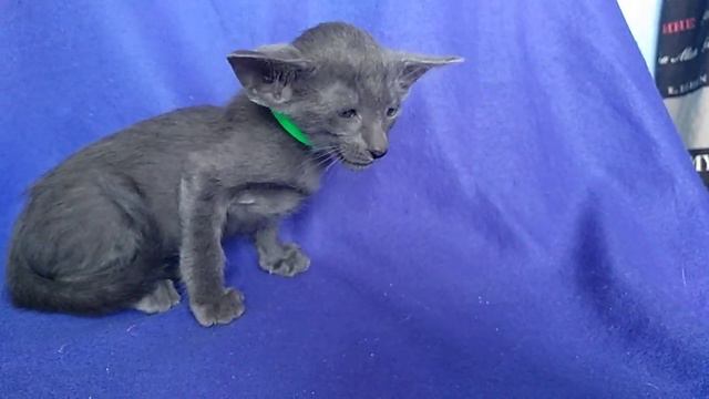 11 июня 2020 г. смотреть онлайн