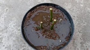 Выращивание черенков роз в помидорах