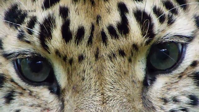 ДАЛЬНЕВОСТОЧНЫЙ ЛЕОПАРД РОНА В ПРИМОРСКОМ САФАРИ-ПАРКЕ 05.09.2018 смотреть онлайн