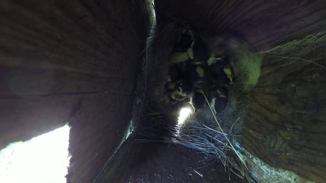 Синица большая №150603 3 скворечник в школьном саду 2015 06 05 14 смотреть онлайн