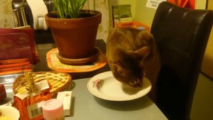 Абиссинский кот