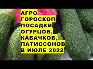 Агрогороскоп посадки огурцов, кабачков, патиссонов в июле 2022 года