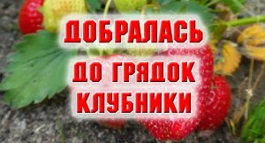 Добралась до клубничных грядок