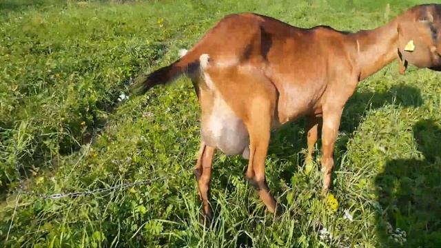 История одной козы. 2часть.Селена. Англо Нубийская 82%. смотреть онлайн