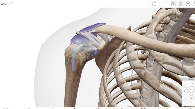 СКЕЛЕТ ЧЕЛОВЕКА В 3D смотреть онлайн