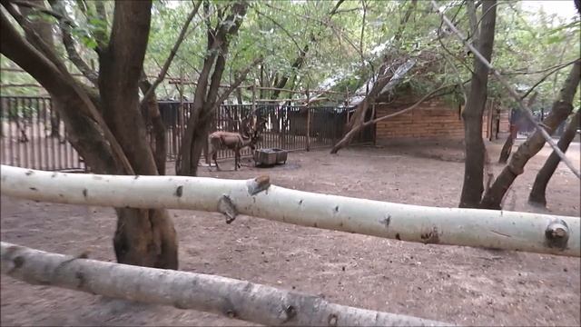 Красавцы северные олени 20.07.2023 смотреть онлайн