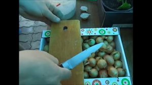 Посадка лука -репки половинками.