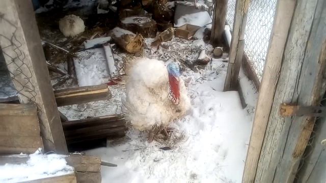 Разговор с индюком свистом смотреть онлайн