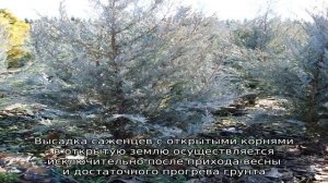 Можжевельник скальный: описание, лучшие сорта, посадка и уход