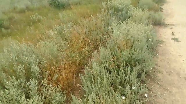 Пчелки работают на степном разнотравье.Полупустыня это не пустыня. смотреть онлайн