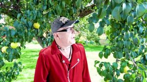 ОДИНОКИЙ КЛЁН - Валерий Палаускас