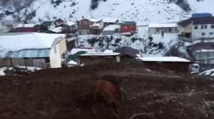 Бежта бой быков, бык Загала, Бежта, Дагестан. 2019г