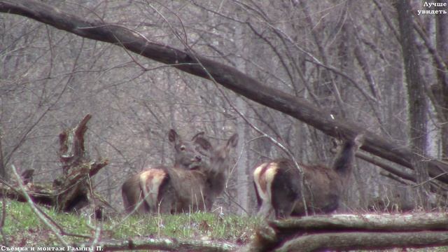 Благородные олени в лесу в марте (оленухи) || Red deer