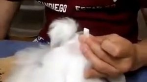 Топ нот мальтезе, часть 1