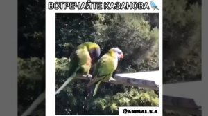 Попугай Казанова танцует перед Девушкой ?
