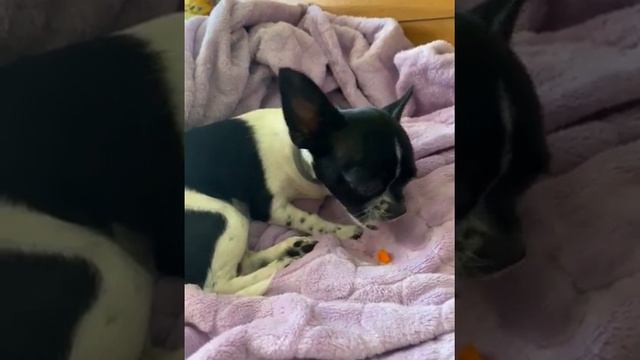 Видео приветик от нашей дочечки Любимки Ясны чихуахуа