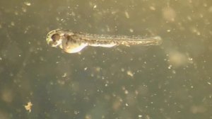 Как происходит развитие личинки данио в икре