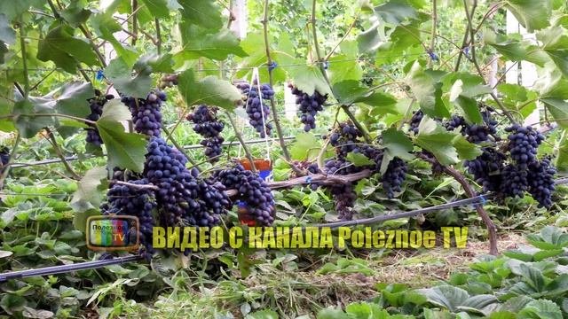 КОДРЯНКА СОРТ ВИНОГРАДА ОБЗОР