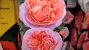 РОЗЫ в Леруа Мерлен 2023. Ассортимент и цены (Мытищи)