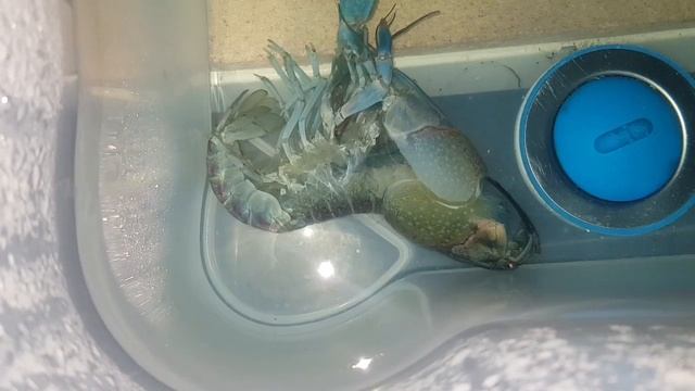 Австралийский красноклешневый рак (Cherax quadricarinatus) или АККР смотреть онлайн