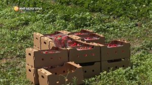 Белгородский фермер расширил клубничный бизнес благодаря гранту «Агростартап»