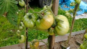 Томат Gary'O'Sena крупноплодная кроваво красная вкуснота
